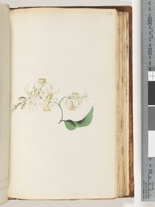 Page 152. A creeper or woodbine which intertwines with trees by Unknown artist
