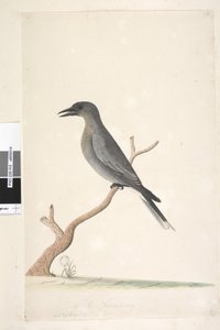 Natural Size Grey Currawong