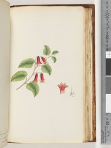 Page 169. Unnamed Flowering Plant by Unknown artist