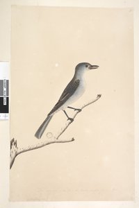 Grey Shrike Thrush, 1791-92 by Unknown artist