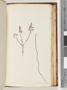 Page 175. Comaspernia by Unknown artist