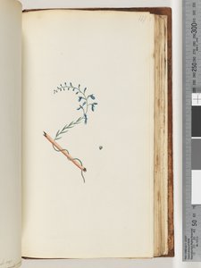 Page 177. Unidentified plant