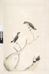 Spotted Pardalote and Eastern Striated Pardalote by Unknown artist