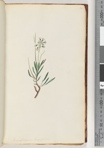 Page 18. Conospermum Longifolium, Long Leaf Coneseeds by Unknown artist