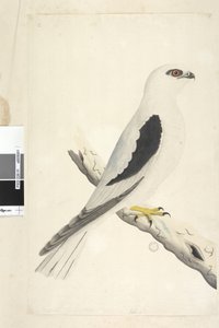 Falco, sighted in August. Black-shouldered Kite, 1791-92 by Unknown artist