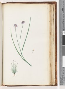 Page 201. Unidentified plant