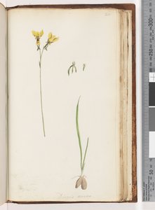 Page 211. Form of Diuris aurea / Golden Donkey Orchid