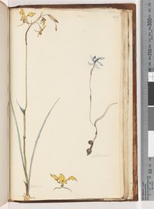 Page 219. Caladenia / Diuris two plants