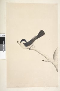 Restless Flycatcher, 1791-92 by Unknown artist