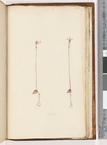Enochelus? by Unknown