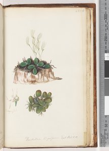 Page 223. Dendrobium linguiforme Tongue Orchid by Unknown artist