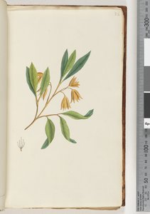 Page 22. Unidentified Plant by Unknown artist