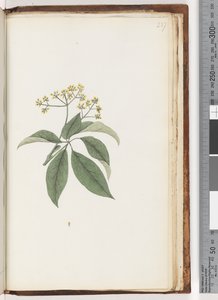 Page 237. Unidentified plant by Unknown artist