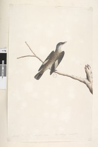 Brown Tree Creeper, 1791-92 by Unknown artist