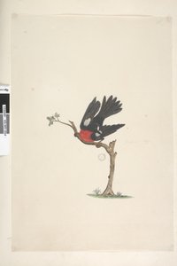 Page 24. Natural Size Scarlet Robin Petroica Multicolor, Male, Norfolk Island, 1791-92