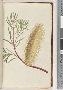 Page 24. Unnamed flowering plant by Unknown artist