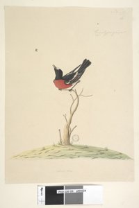 Scarlet Robin, male, 1791-92