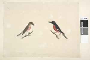 Page 26. Two birds of Norfolk Island