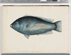 Unidentified Fish