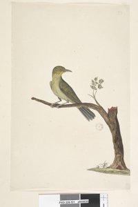 Page 31. Slender, Billed White, Eye Zosterops tenuirostris