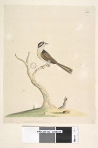 Unidentified Bird, 1791-92