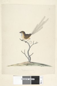 Emu and Wren