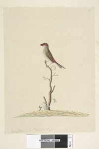 Red-Browed Finch
