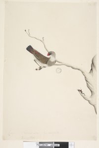 Diamond Firetail (immature), 1791-92 by Unknown artist
