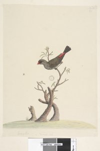 Diamond Firetail, 1791-92