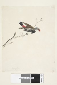 Diamond Firetail by Unknown artist