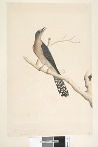 Fan-Tailed Cuckoo (detail)