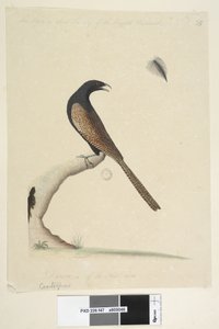 Pheasant Coucal, 1791-92