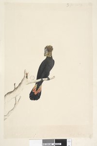 Reduced to One-Third Size Glossy Black Cockatoo