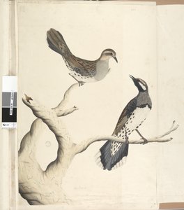 Page 4. Turdus. in a different hand Drawn the natural size being the only two of the kind as yet seen on the Colony, June 1792 Spotted Quail Thrush Cinclosoma punctatum by Unknown artist