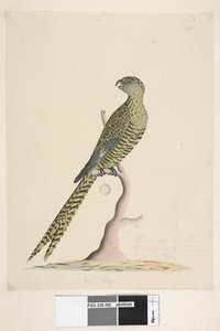 Ground Parrot, 1791-92