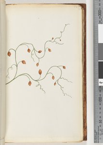 Page 53. A Creeper Runs to the Length of Seven or Eight Yards and Mostly Found Entwined Round Plants Shrubs &c by Unknown artist