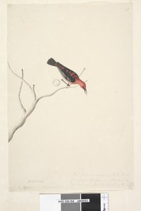 Page 54. Drepanis. Natural size These birds are supposed to be birds of passage & appear in flocks, the red does not show the beauty of the bird. Scarlet Honeyeater Myzomela sanguinolent