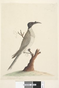 Page 55. Wer,gan or the Friar. Meliphaga Phrygia. Natural size Noisy Friarbird Philemon corniculatus