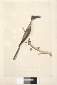 Natural Size Noisy Friarbird
