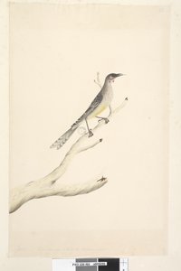 Red Wattlebird