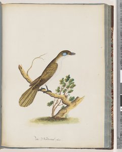 Page 61. Blue-faced Honeyeater. Turdus cyanoris. Blue-cheeked Thrush