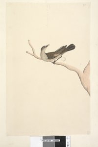 Brown Tree Creeper, 1791-92