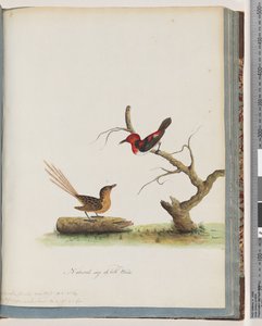 Scarlet Honeyeater and Unidentified Bird