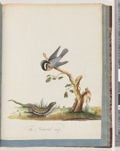 Unidentified Bird with a Lizard by Unknown artist