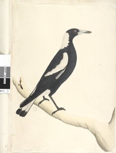 Page 6. Barita. Natural size Black, Backed Magpie Gymnorhina tibicen by Unknown artist
