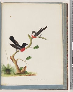 Page 73. Scarlet Robins