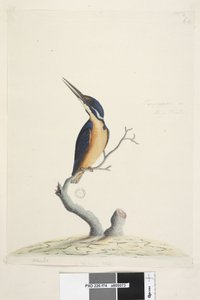 Page 74. Ter,re,a,mar or King Fisher. Natural size Azure Kingfisher Alyone azurea by Unknown artist