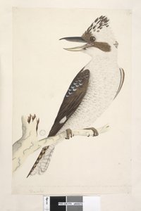 Laughing Jackass, 1791-92