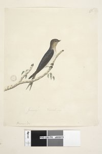 Page 76. Hirundo. at lower centre in different hand January Natural size Welcome Swallow Hirundo neoxena, 1791-92