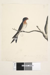 Page 77. Hirundo. March. Natural Size. The Swallow or Martin of N.S. Wales. Welcome Swallow Hirundo neoxena